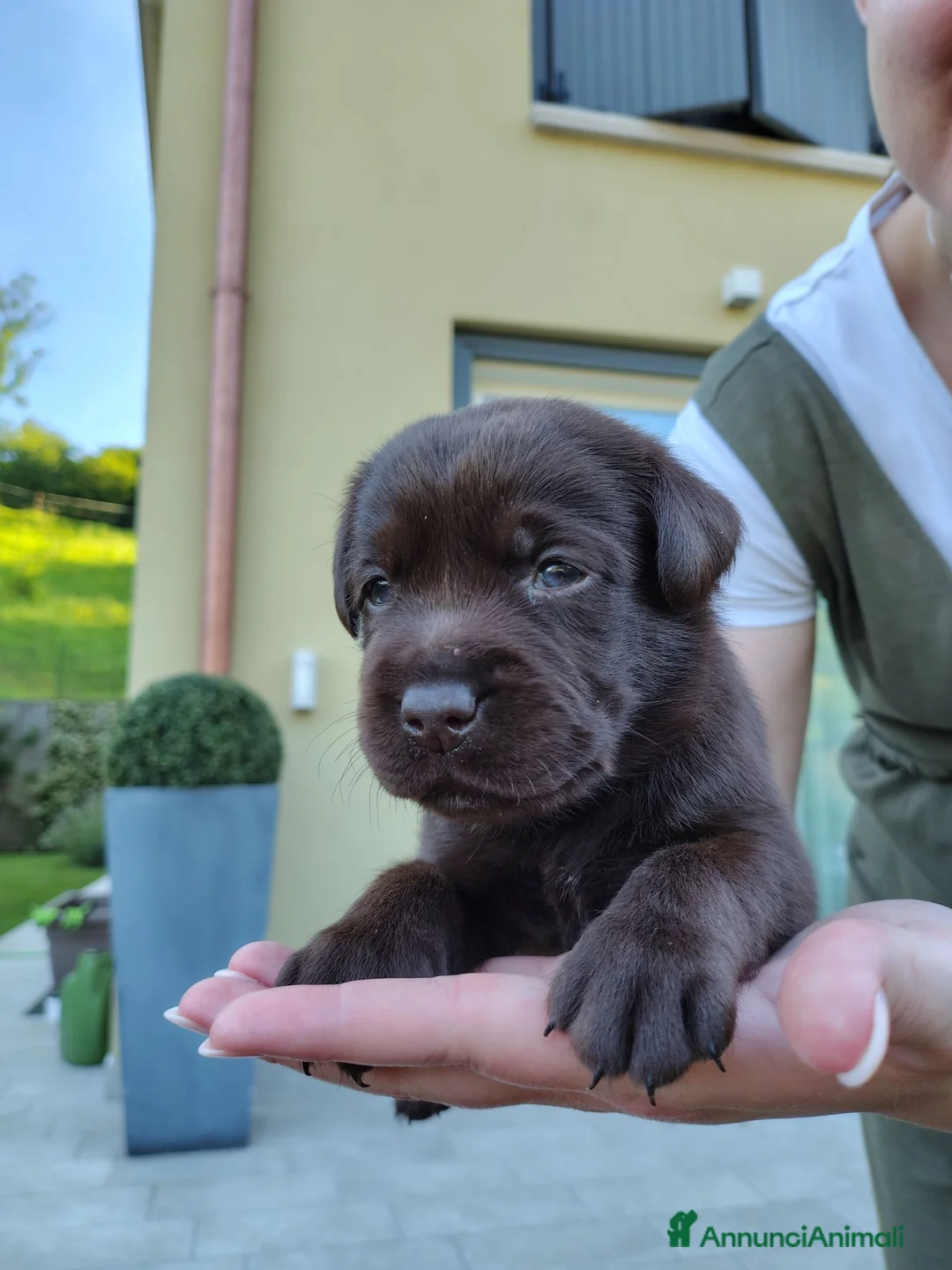 Labrador cani in vendita: Labrador Retriever Cioccolato  a Provincia di Brescia - Annuncio 11