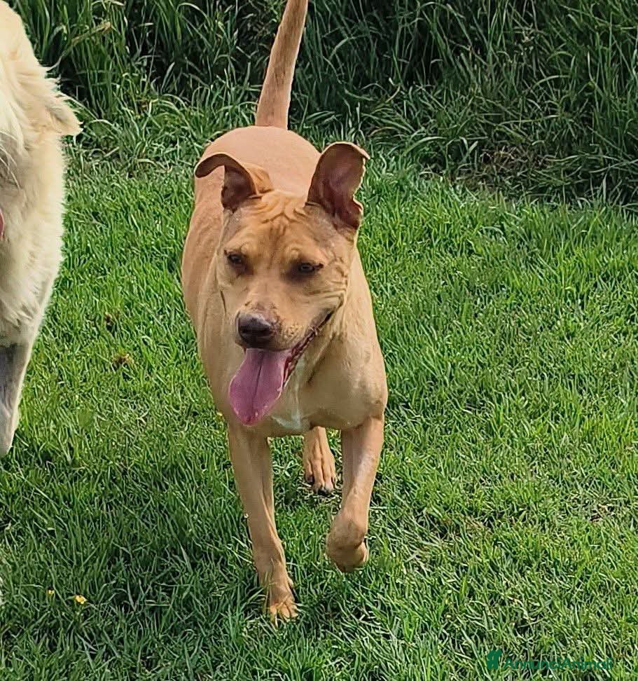 Meticcio cani Agata, cucciolona derivata Pitt marrone - Annuncio 1