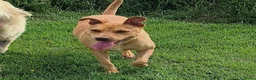 Meticcio cani in regalo: Agata, cucciolona derivata Pitt marrone - Annuncio 1
