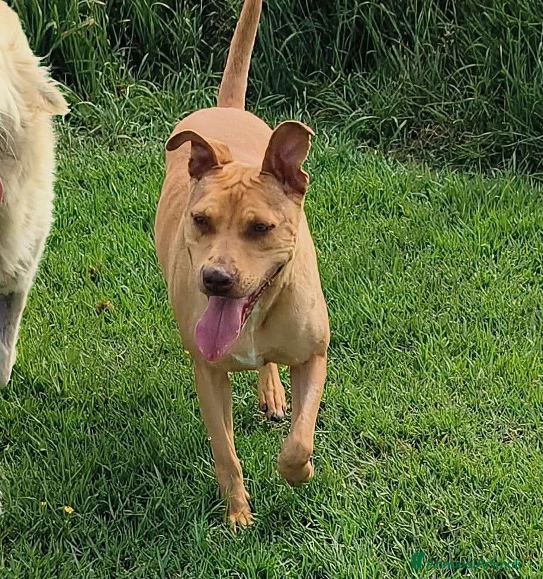 Meticcio cani in regalo: Agata, cucciolona derivata Pitt marrone - Annuncio 1