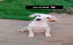 Altre razze cani in regalo: glicine  - Immagine 4