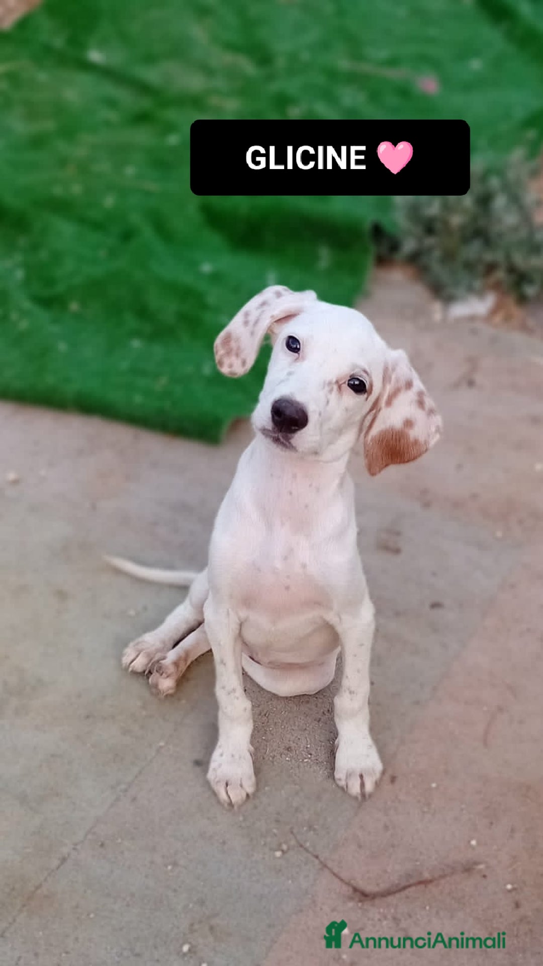 Altre razze cani in regalo: glicine  - Immagine 4