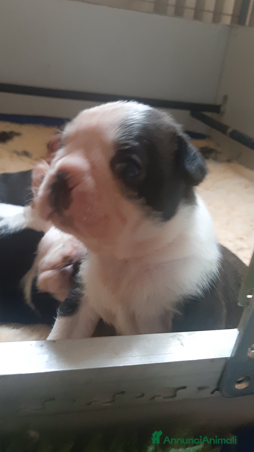 Boston Terrier cani in vendita: Boston terrier con pedigree  a Metropolitan City of Milan - Immagine 14