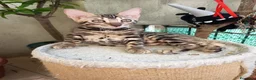 Bengala gatti in vendita: la meraviglia di Selected Breed  - Annuncio 4