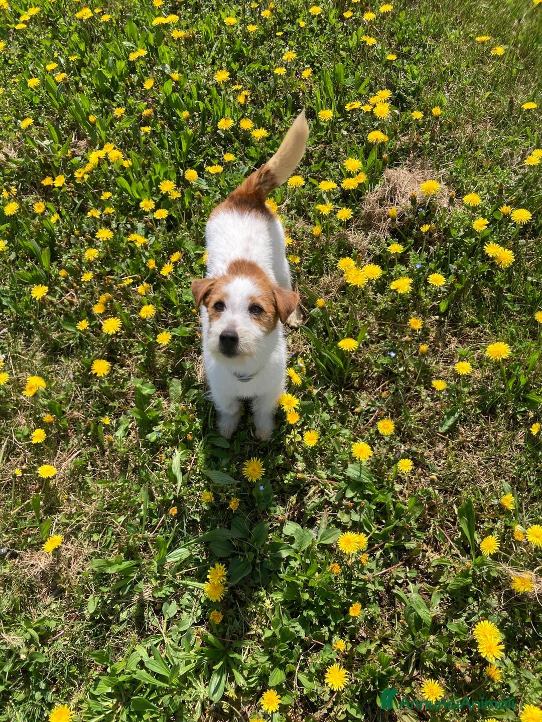 Jack Russell cani in vendita: Jack Russell - Annuncio 10