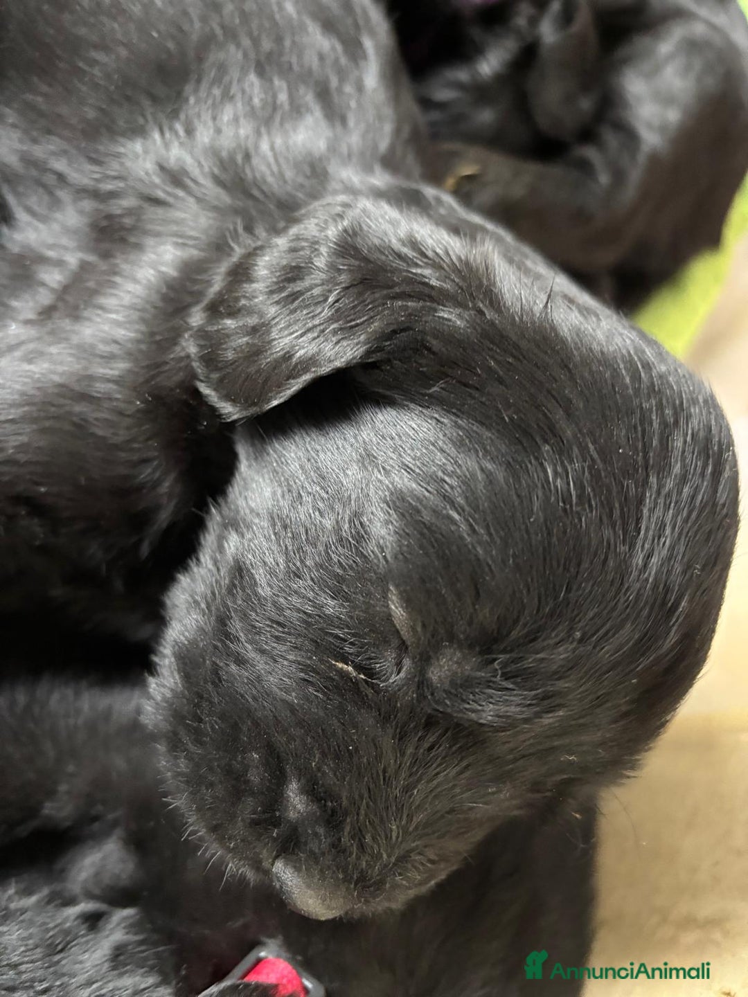 Schnauzer Gigante cani in vendita: cuccioli di Schnauzer gigante  - Annuncio 4
