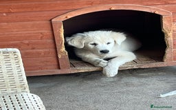 Pastore Maremmano cani in vendita: Pastore maremmano  a Provincia di Rovigo - Immagine 1