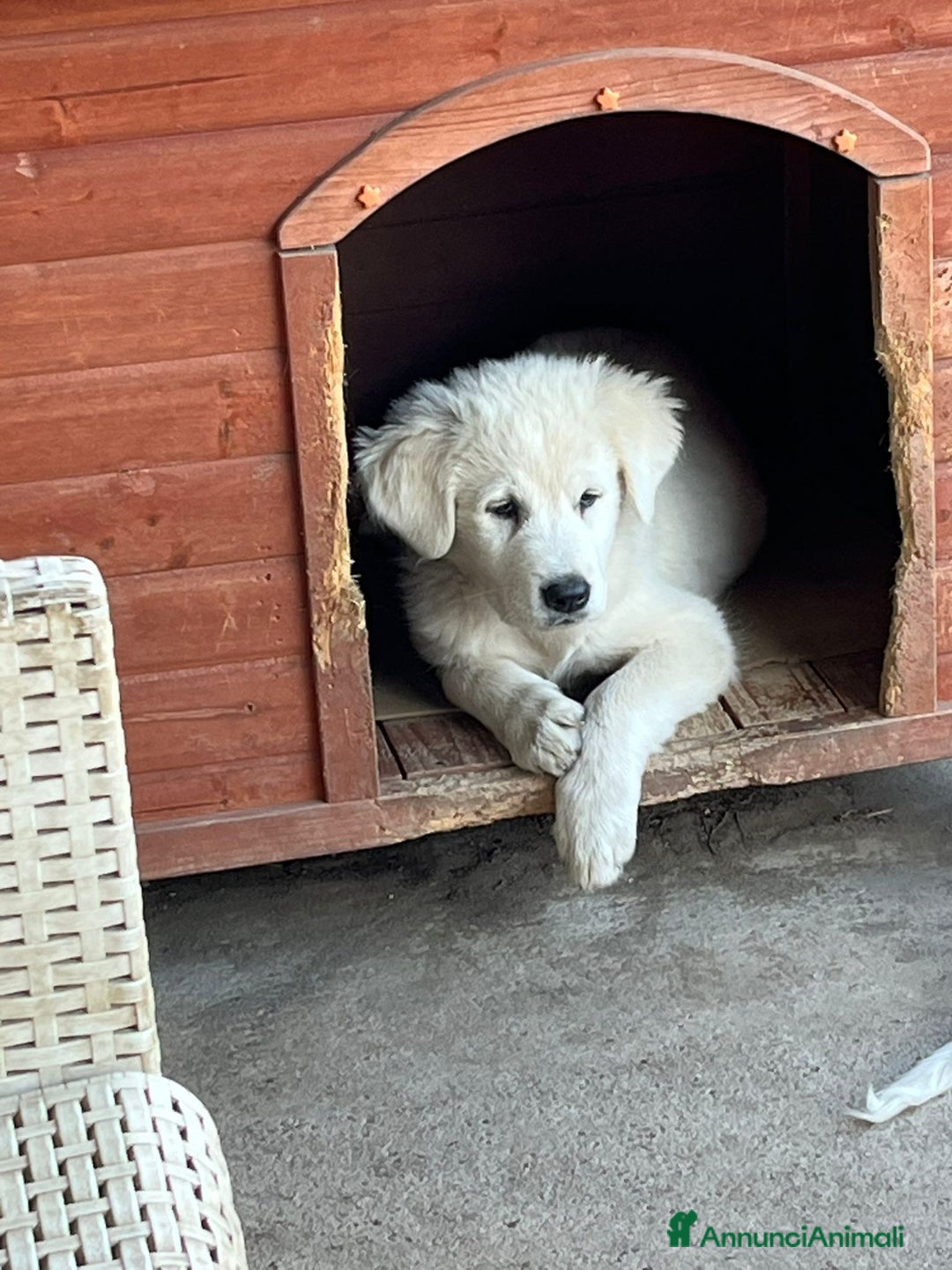 Pastore Maremmano cani in vendita: Pastore maremmano  a Provincia di Rovigo - Immagine 1