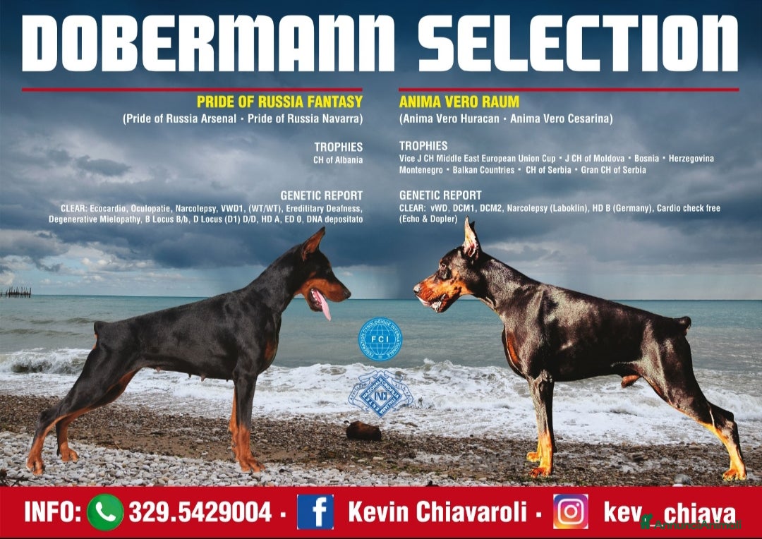 Dobermann cani in vendita: Dobermann  a Provincia di Pescara - Immagine 3