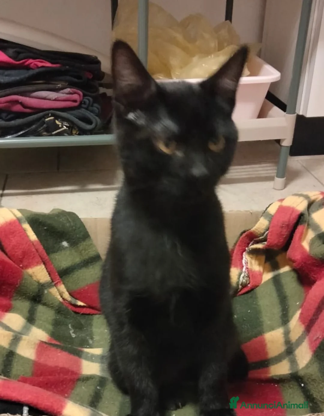 Meticcio gatti in regalo: Cloe e Black fratellini indivisibili - Annuncio 2