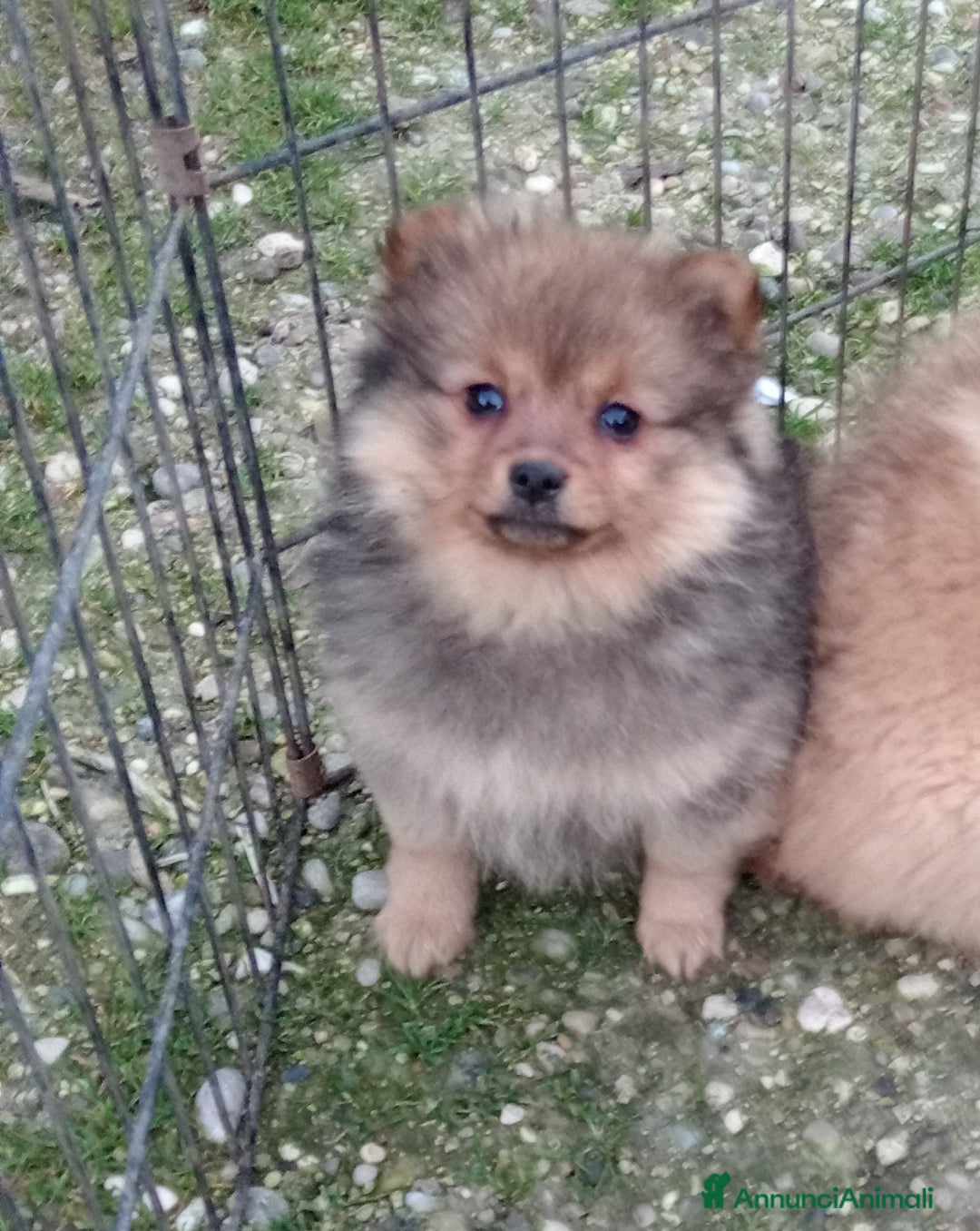 Spitz cani in vendita: Cucciola di Spitz tedesco piccolo  - Annuncio 1