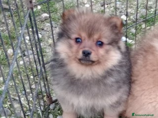 Spitz cani Cucciola di Spitz tedesco piccolo - Annuncio 1