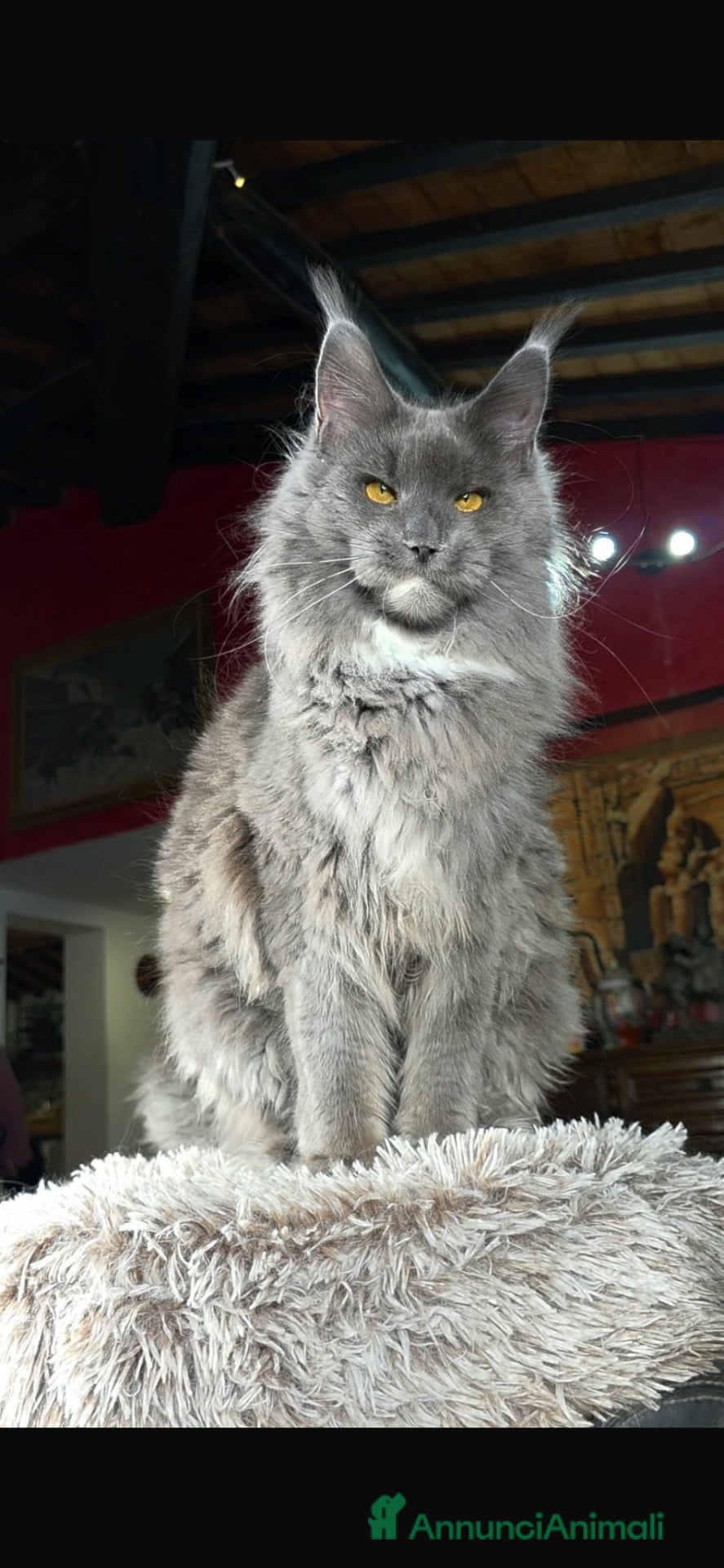 Maine Coon gatti Cuccioli Maine Coon Blue  - Annuncio 3