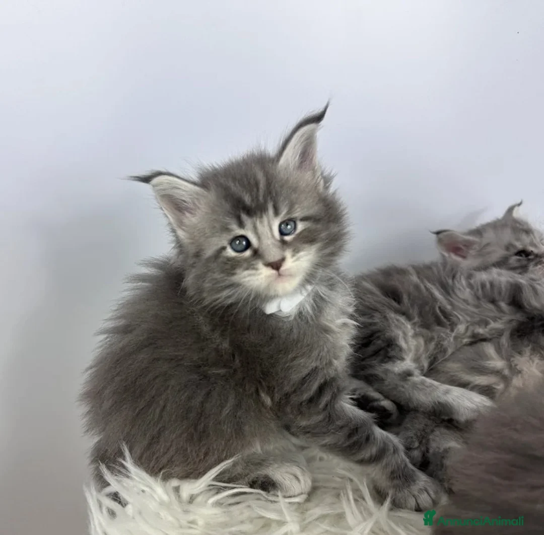 Maine Coon gatti in vendita: 6 splendidi gattini Maine Coon di razza pura - Annuncio 10