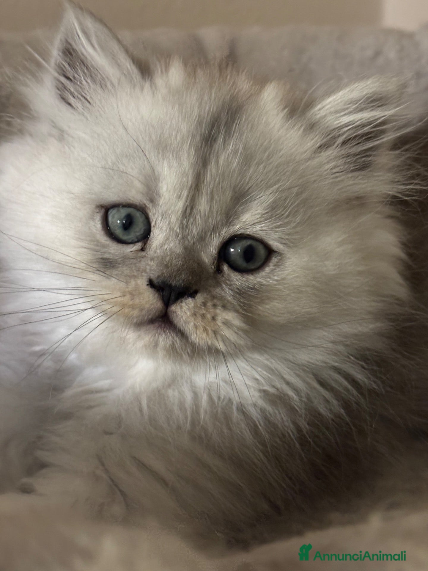 Persiano gatti Gattini cuppioli persiano - Annuncio 3