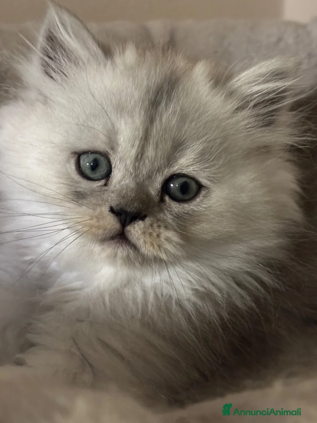 Persiano gatti in vendita: Gattini cuppioli persiano - Annuncio 1