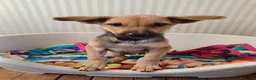 Meticcio cani in regalo: Elide, dolcissima cucciola in adozione - Annuncio 4