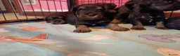 Mini Schnauzer cani in vendita: Cuccioli di Schnauzer nano Nero Argento  - Annuncio 7