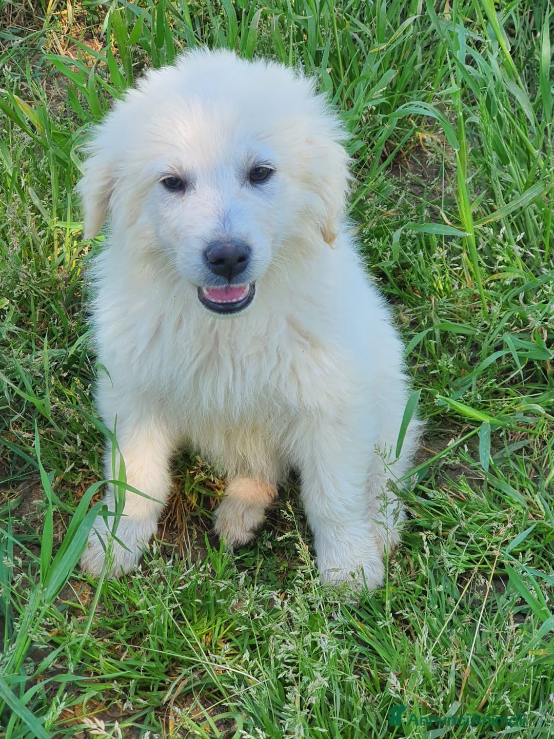 Pastore Maremmano cani in regalo: Meravigliosi maremmanini  a Provincia di Viterbo - Immagine 9