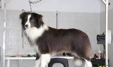 Border Collie cani Cuccioli Border Collie con Pedigree - Annuncio 18