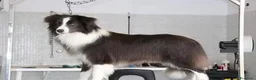 Border Collie cani in vendita: Cuccioli Border Collie con Pedigree - Annuncio 1