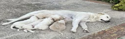 Meticcio cani in regalo: Deliziosi cuccioli cercano casa a Città metropolitana di Palermo - Annuncio 10