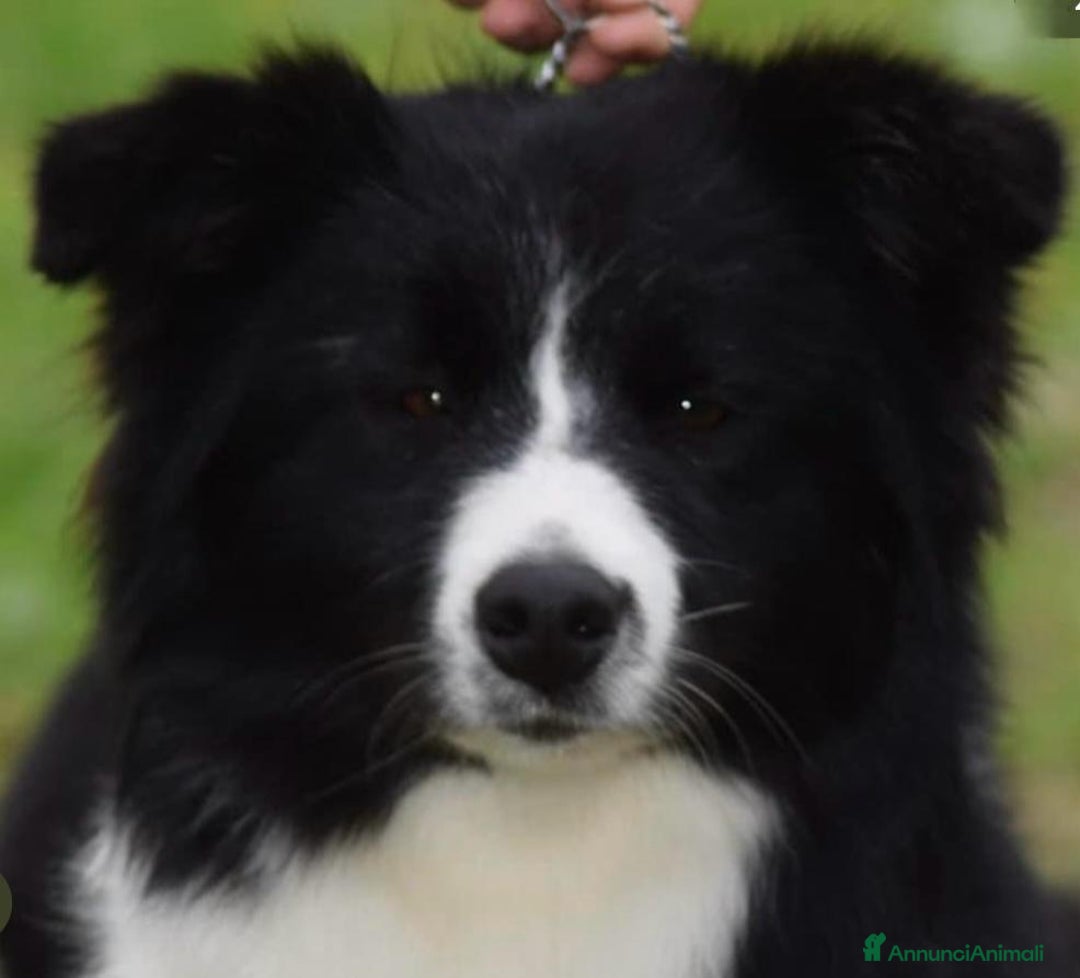 Border Collie cani in vendita: Border Collie Pedigree – Madre Campionessa - Annuncio 6