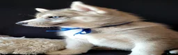 Husky cani in vendita: SIBERIAN HUSKY CUCCIOLATA CON PEDIGREE  - Annuncio 1
