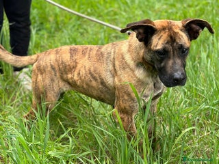 Boxer cani Rura strepitosa Cane mix boxer Femmina a Provincia di Latina - Annuncio 2