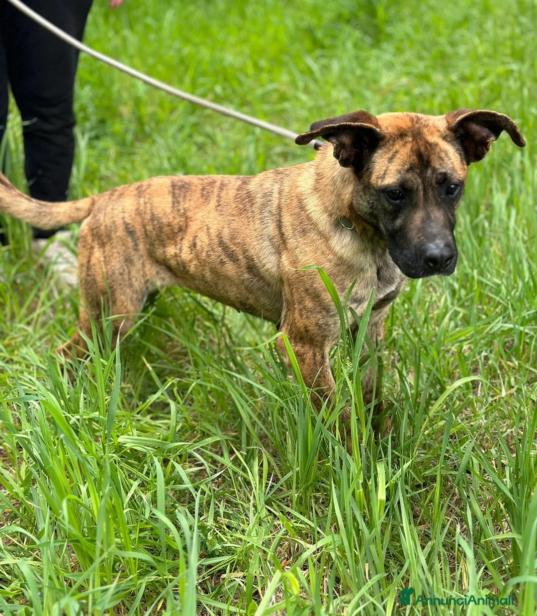 Boxer cani in regalo: Rura strepitosa Cane mix boxer Femmina a Provincia di Latina - Annuncio 1