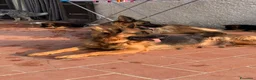 Pastore Tedesco cani in vendita: cuccioli - Annuncio 11