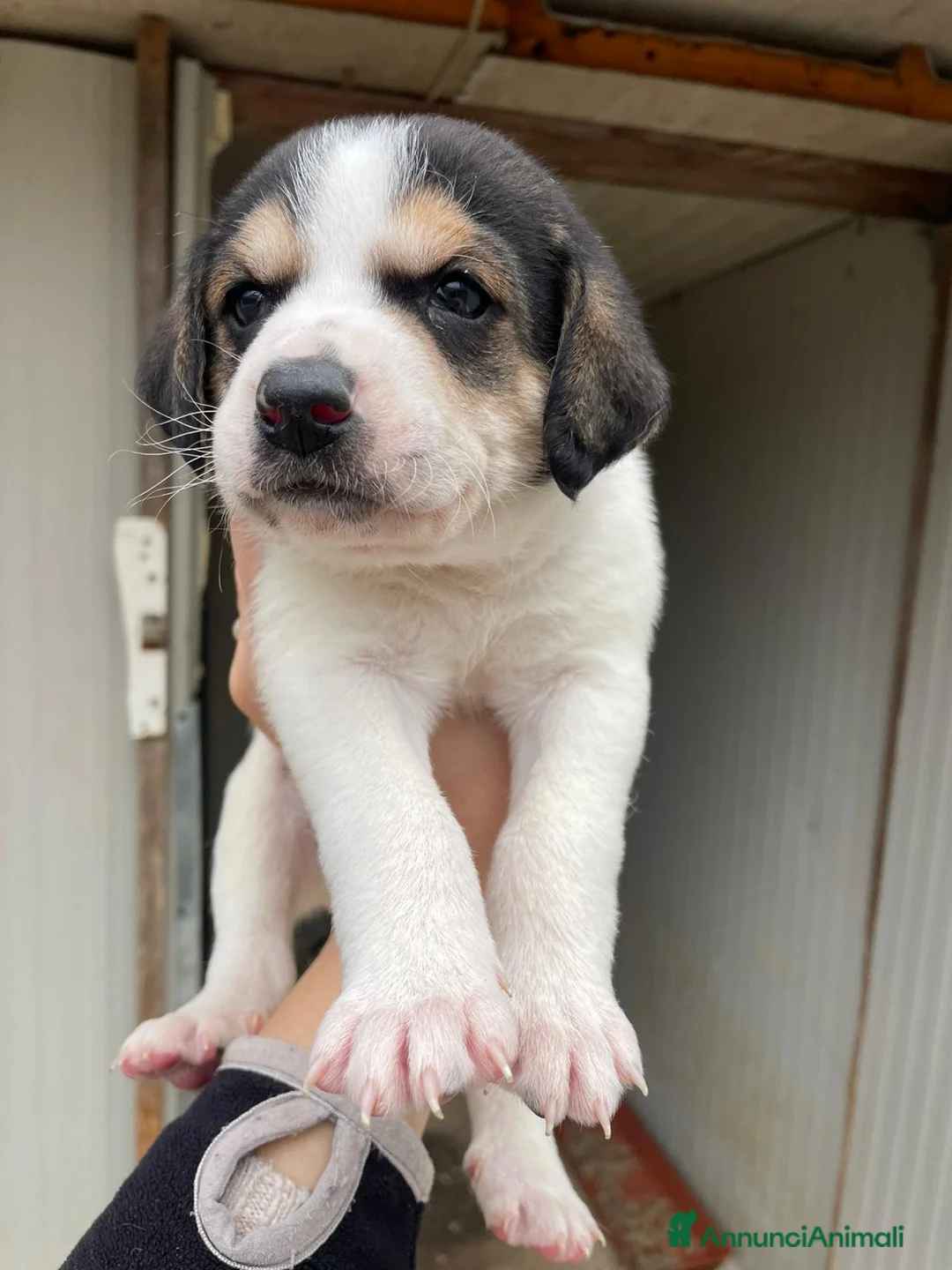 Segugio cani in regalo: COSMO E FRATELLI a Città Metropolitana di Bologna - Annuncio 10