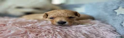 Barboncino Toy cani in vendita: Barboncini toy - Annuncio 7