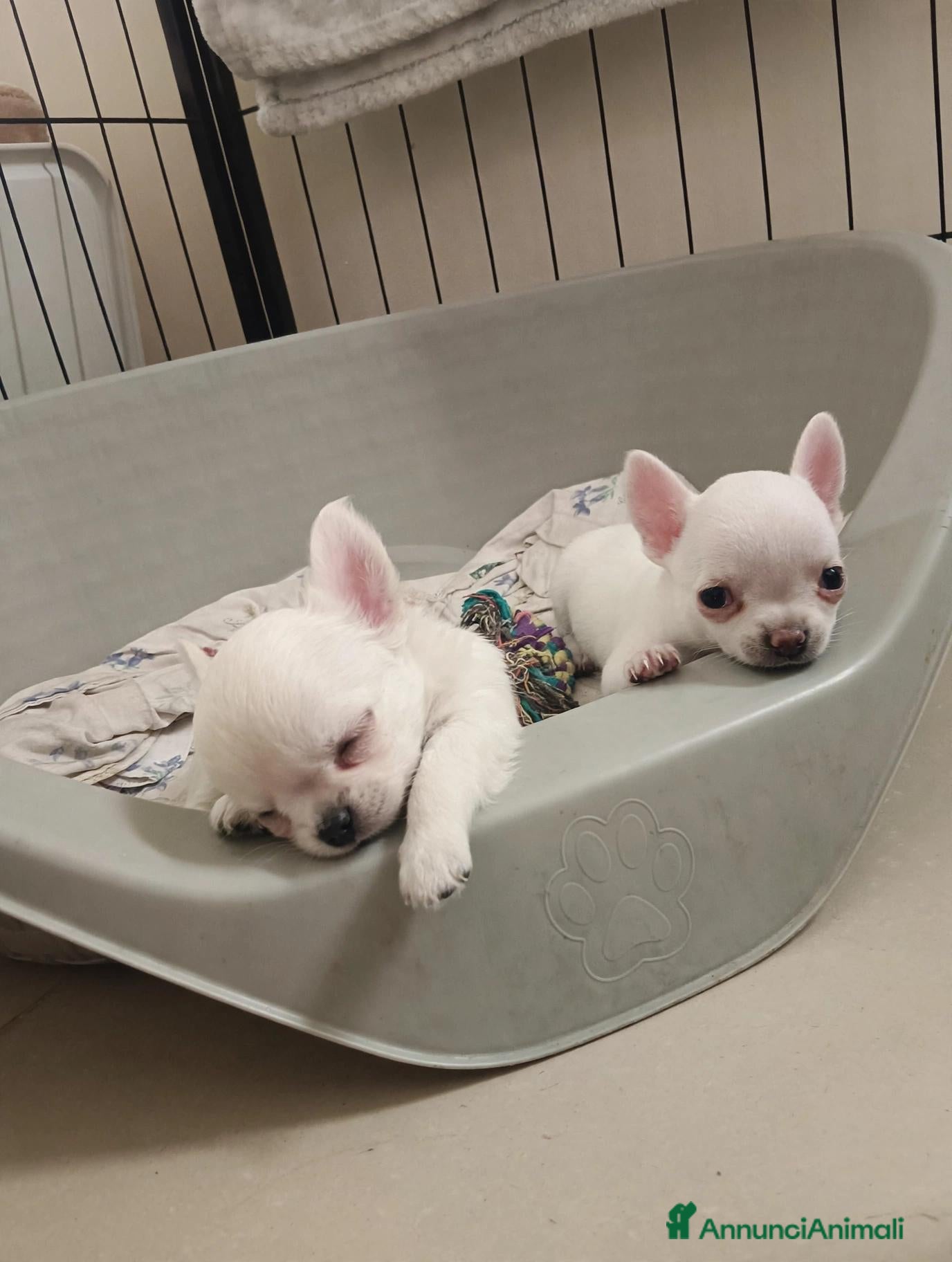 Chihuahua cani Chihuahua maschi - Annuncio 2