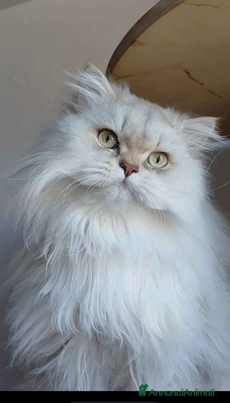 British gatti Cucciolo British longhair con pedigree  - Annuncio 1