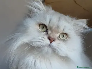 British gatti Cucciolo British longhair con pedigree - Annuncio 1