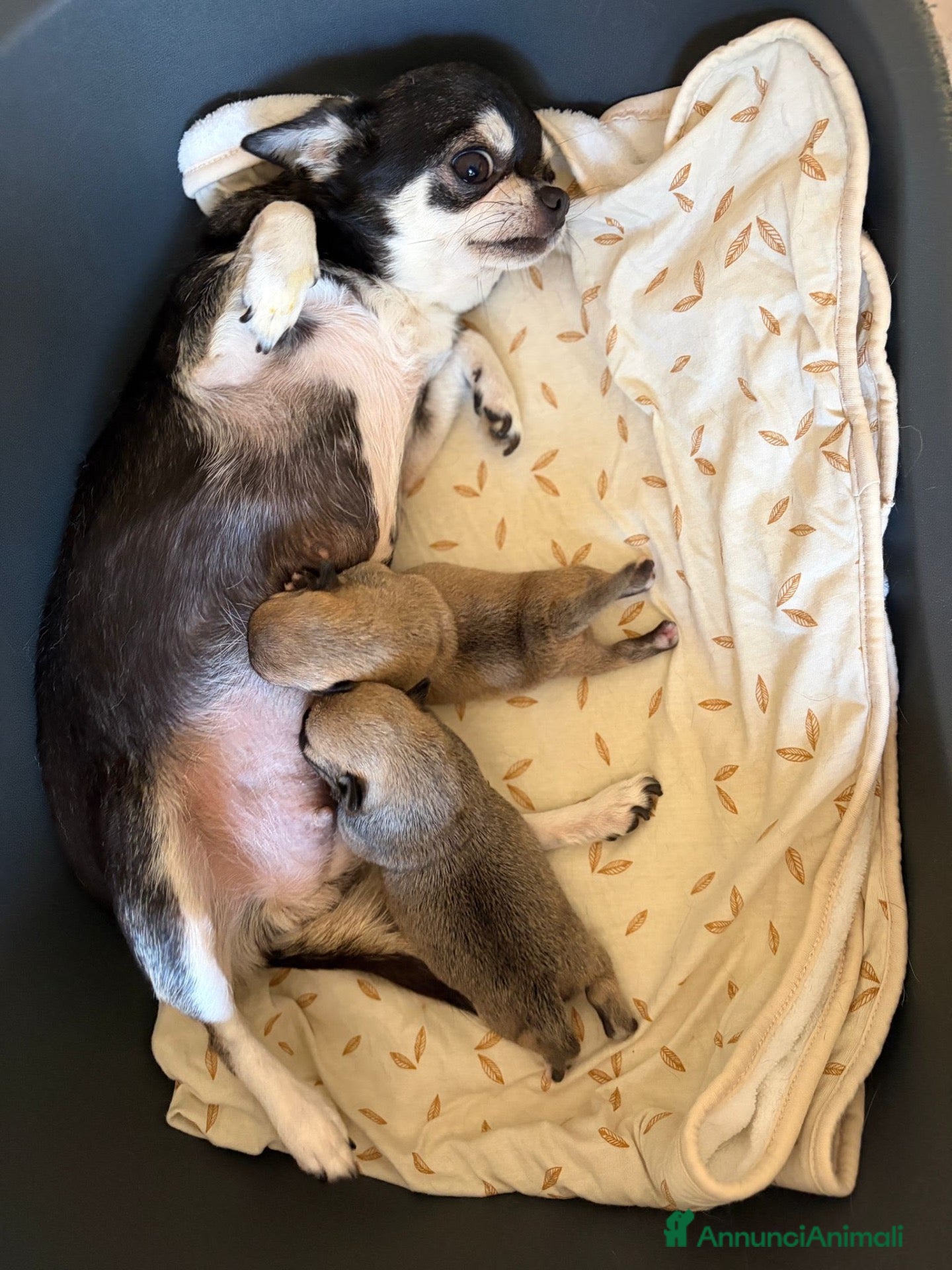 Chihuahua cani in vendita: Chihuahua maschio a pelo corto - Annuncio 12