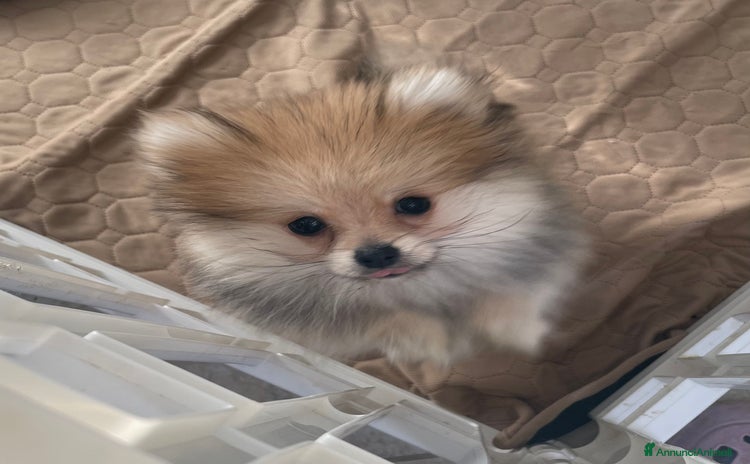 Volpino Pomerania cani Spitz nano taglia mignon - Annuncio 5