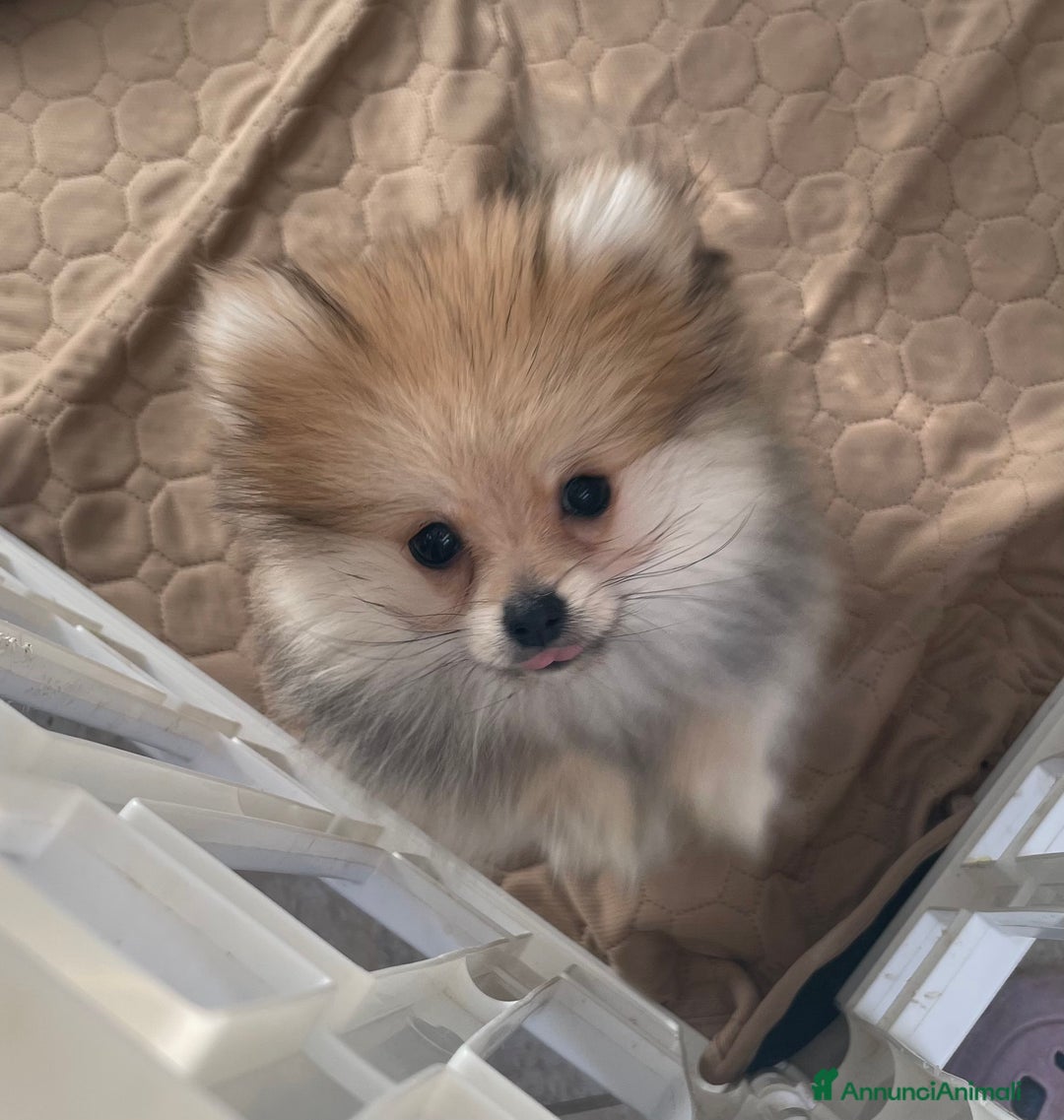 Volpino Pomerania cani in vendita: Spitz nano taglia mignon consegna a domicilio - Annuncio 1