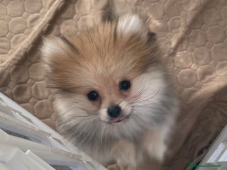 Volpino Pomerania cani Spitz nano taglia mignon consegna a domicilio - Annuncio 16