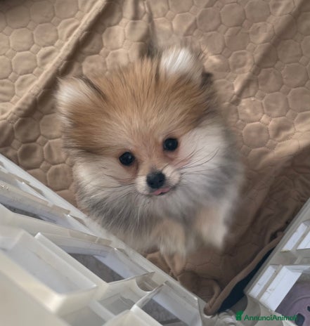 Volpino Pomerania cani Spitz nano taglia mignon - Annuncio 5
