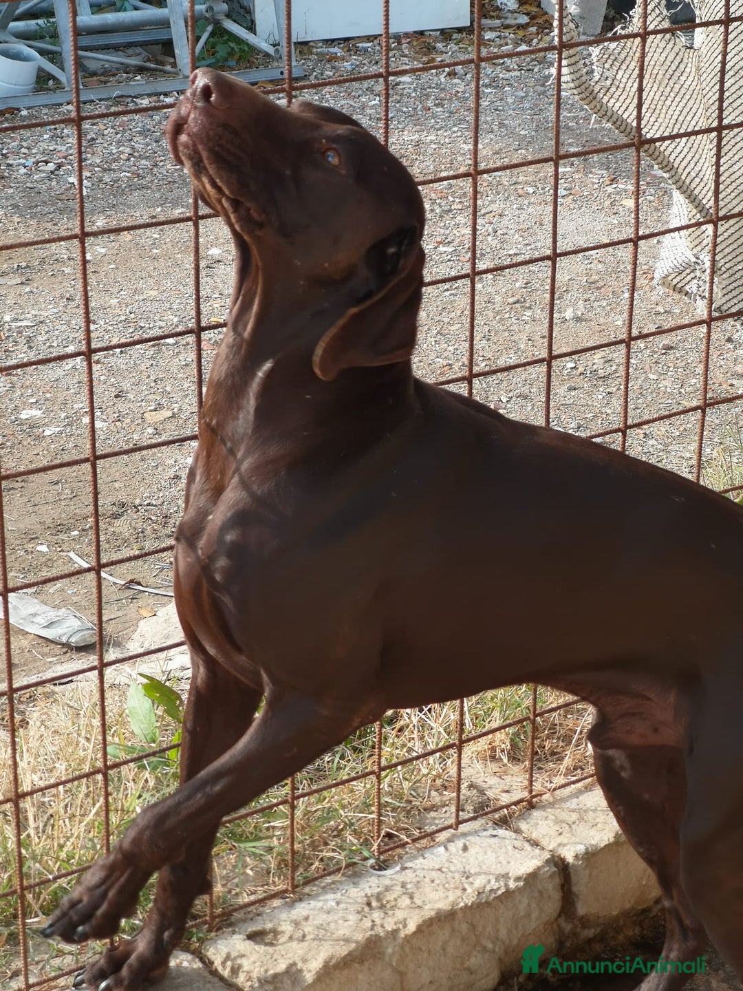 Bracco cani in regalo: Bracco tedesco kursal con pedigee - Annuncio 2