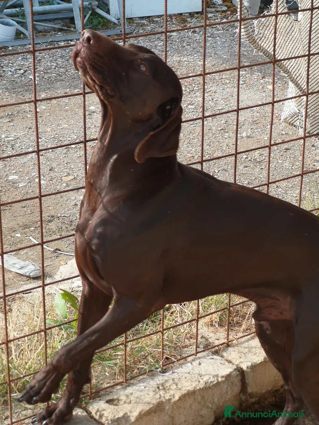 Bracco cani in regalo: Bracco tedesco kursal con pedigee - Annuncio 2