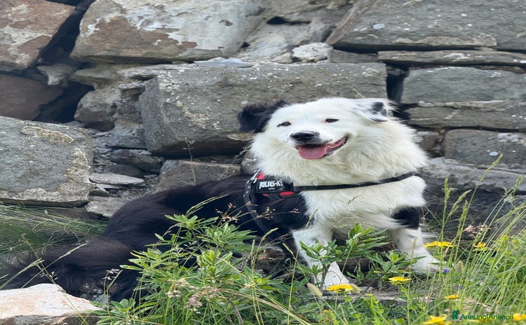 Border Collie cani - Annuncio 3