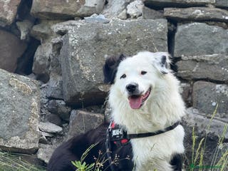 Border Collie cani Border collie maschio per monta - Annuncio 1