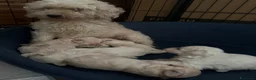 Maltipoo cani in vendita: Cuccioli Maltipoo  - Annuncio 1