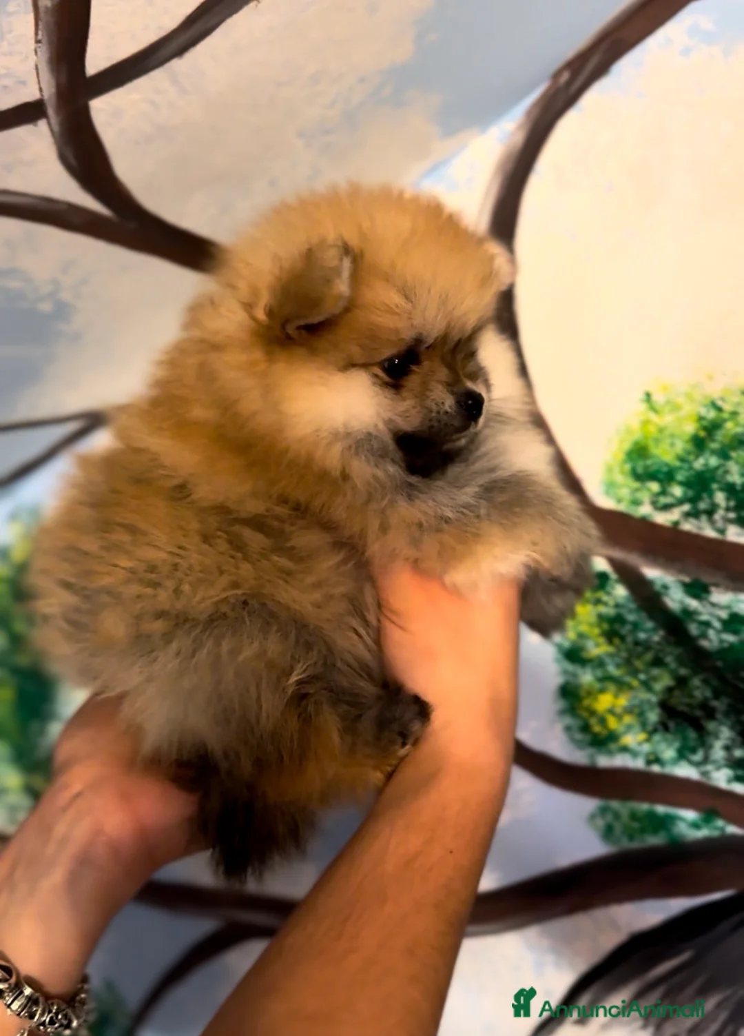 Volpino Pomerania cani in vendita: Dolcissimi Spitz di Pomerania con Pedigree  a Città Metropolitana di Genova - Annuncio 2