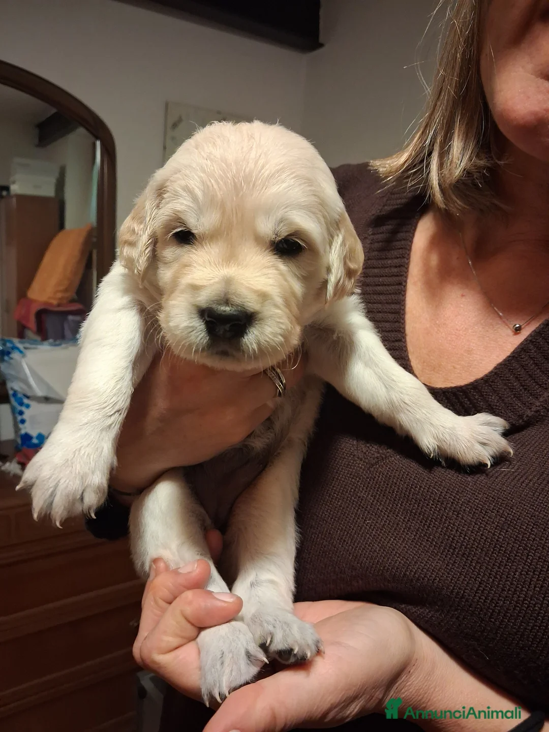 Golden Retriever cani in vendita: Vendesi cuccioli Golden Retriever - Annuncio 10