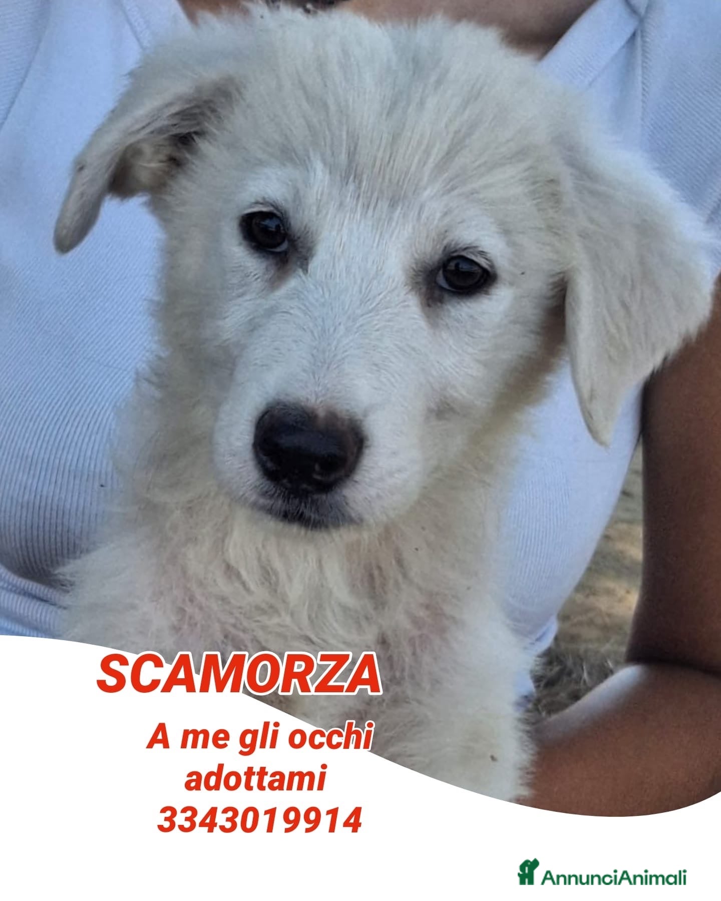 Meticcio cani SCAMORZA 🩷 LA DOLCEZZA HA IL MUSO BIANCO - Annuncio 30