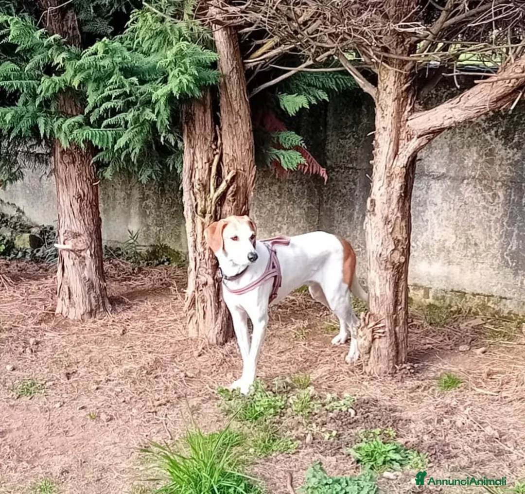 Meticcio cani in regalo: UNA FAMIGLIA PER CHICCO a Provincia di Varese - Annuncio 6